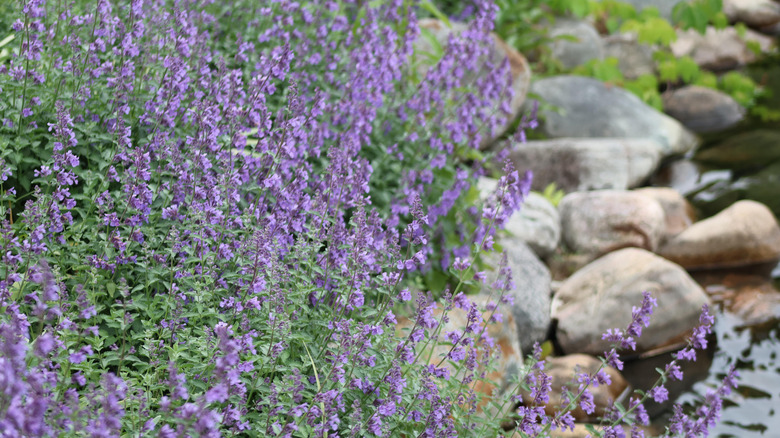 Blossoming catmint (nepeta) planted beside a rocky stream