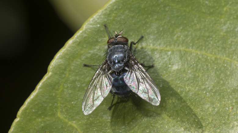 A closeup image of a fly on a garden plant