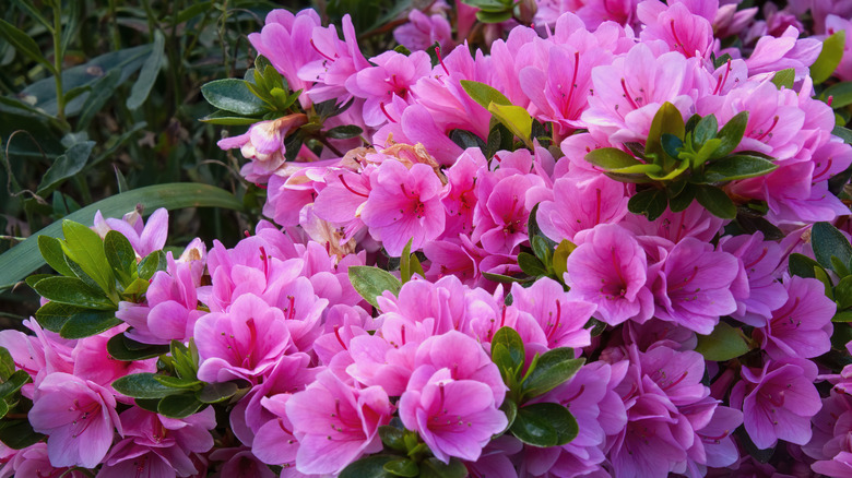 An azalea blooms with bright pink flowers.