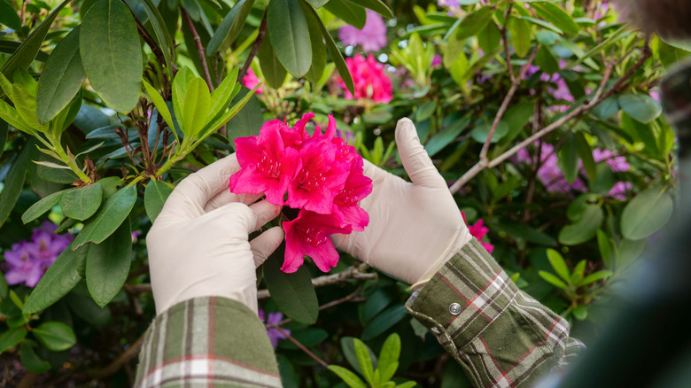 A gardener holds a bloom on a flowering rhododendron.