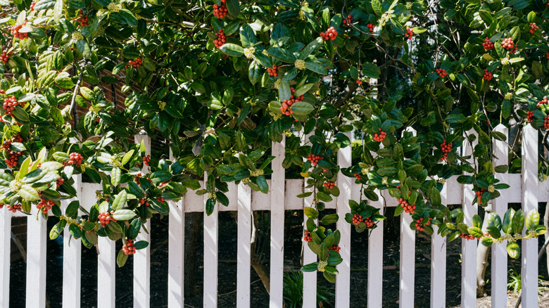 Tall holly trees grow against a picket fence.
