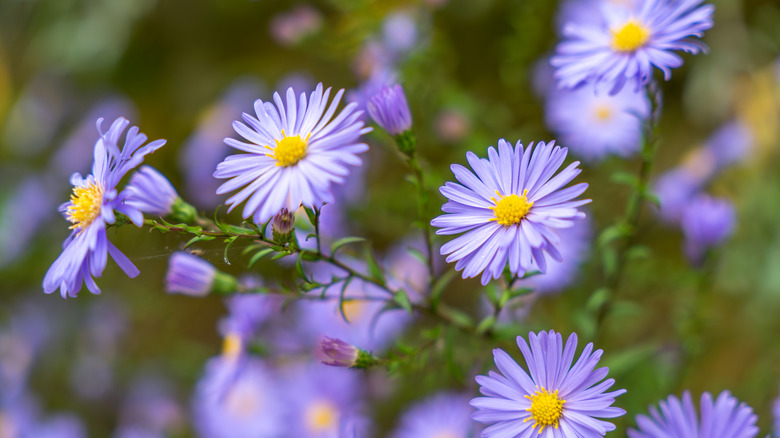 Light purple aster flowers blooming on long stems.