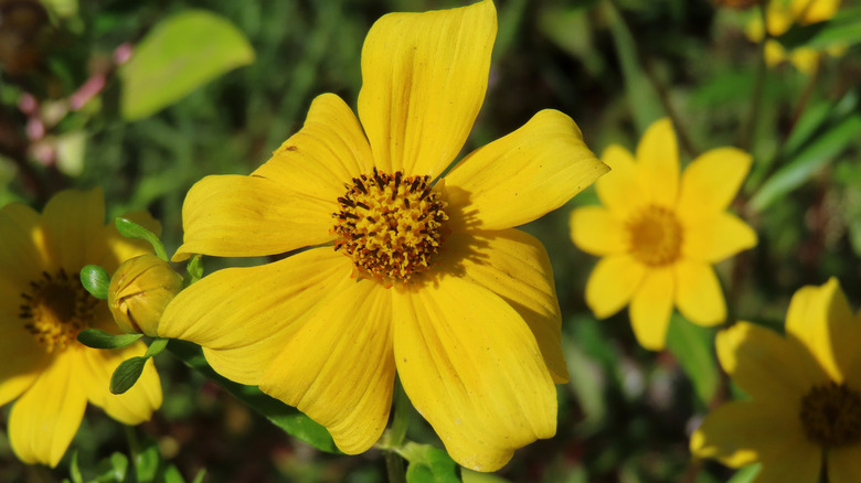 Yellow bearded beggarticks blossoms with green foliage in the sun.