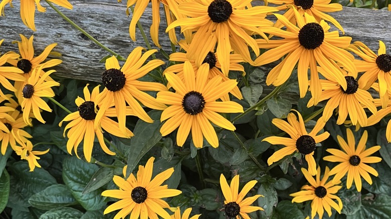 A small patch of black-eyed Susan flowers blossoming by a wood fence.