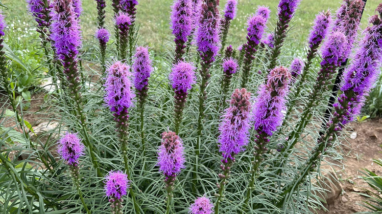 A blazing star in full flower growing in a garden bed.