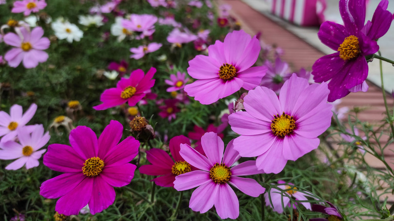 Pink, purple, and white cosmos flowers with green foliage near a brick walk way.