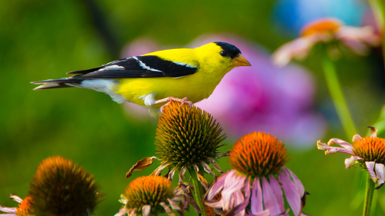 A goldfinch perched on a coneflower seed head.