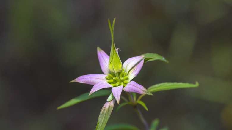 A dotted horsemint  flower with purple petals and a green center.