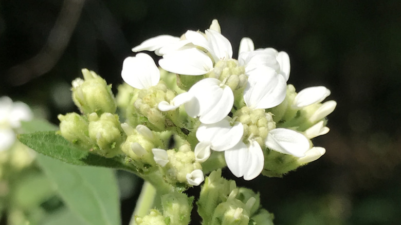 White frostweed blossoms.