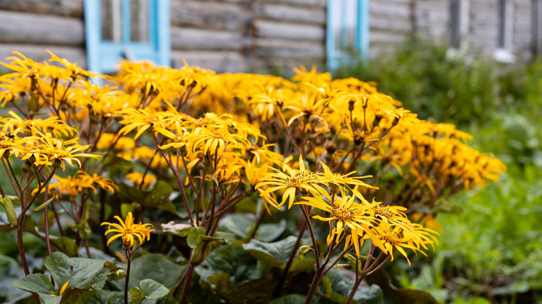Golden groundsel flowers blooming near a wood cottage.