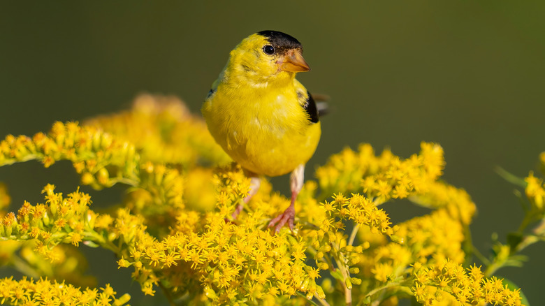Gold finch perched on top of goldenrod flowers