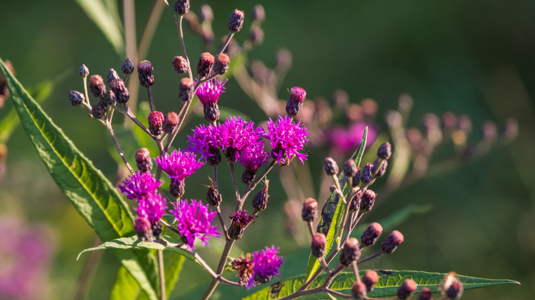 close up of purple ironweed blossoms with long green leaves