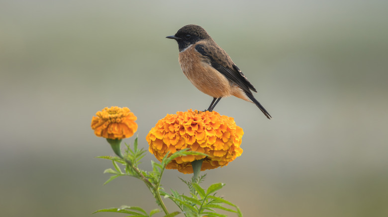 songbird perched on top of an orange marigold flower