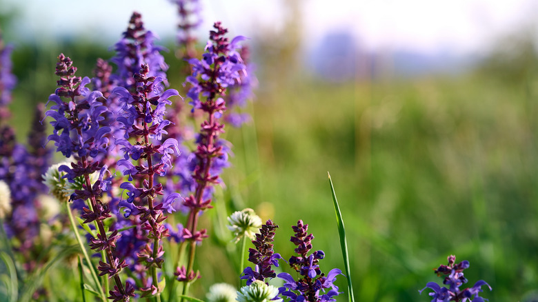 Purple sage blossoms near an open meadow.