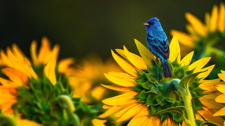 A blue bird perched on a sunflower.