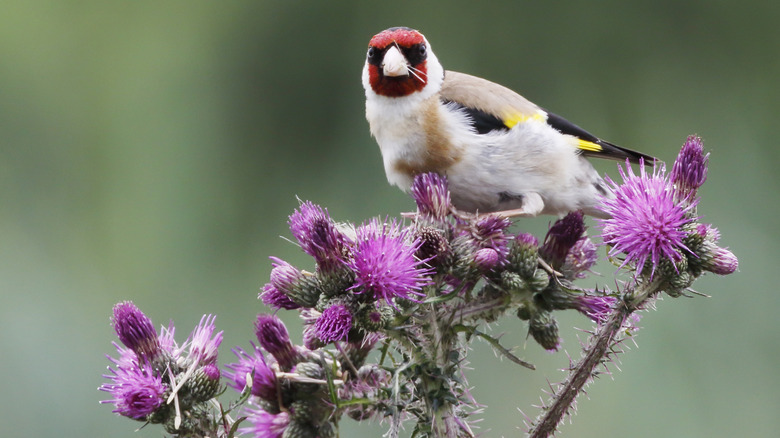 A finch collects materials from thistle plants in it's beak.