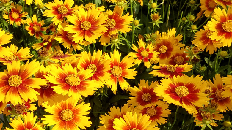 Orange and yellow tickseed flowers in a dense flower bed.