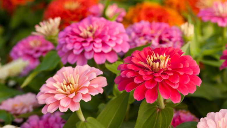 Pink and orange zinnias blooming in a garden.