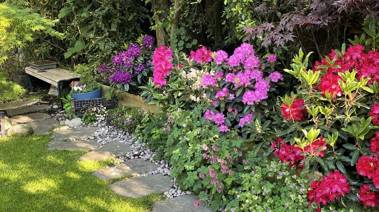 Different colored flowers blooming in the shade
