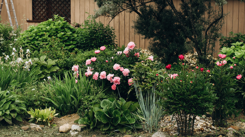 A green garden with peonies, irises, and lillies.