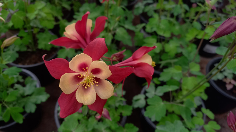 Potted columbine flowers in a garden center