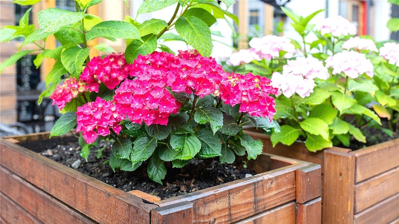 Hydrangeas in wooden garden boxes