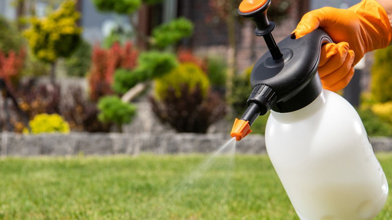 A person uses a handheld pump to apply herbicide to their lawn