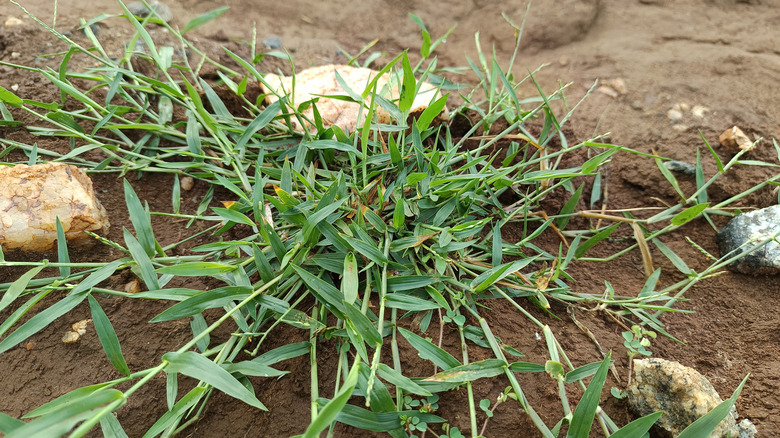 A clump of crabgrass grows in a bare patch of soil