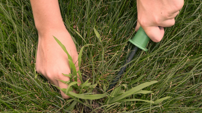 A gardener manually removes crabgrass from their lawn