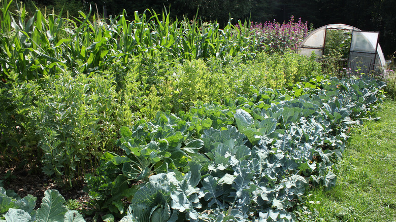Woman and girl harvesting kale