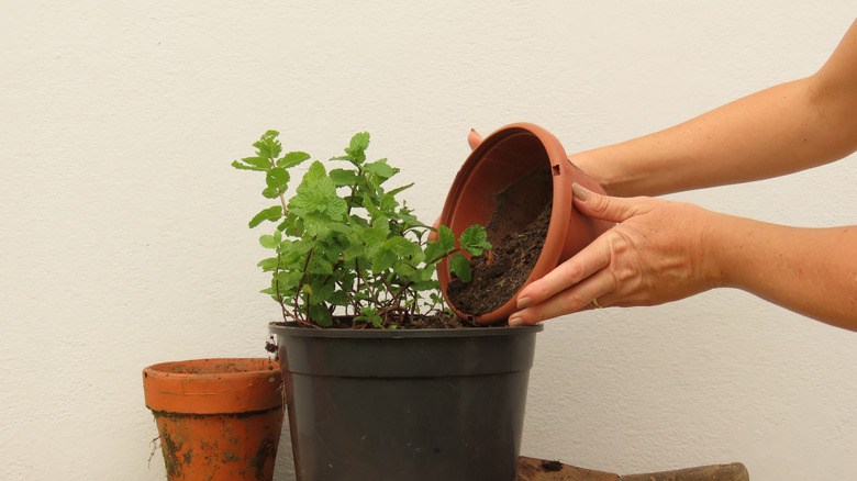 A gardener adds soil after transplanting a mint plant.