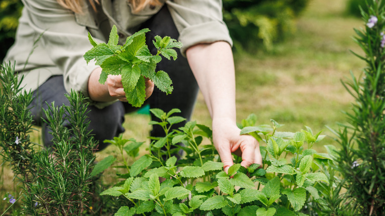 A woman harvests mint from her garden.