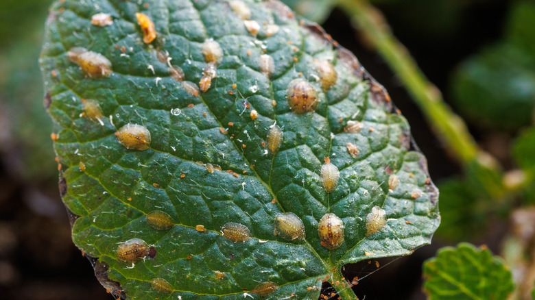 Small insects crawling on a mint leaf