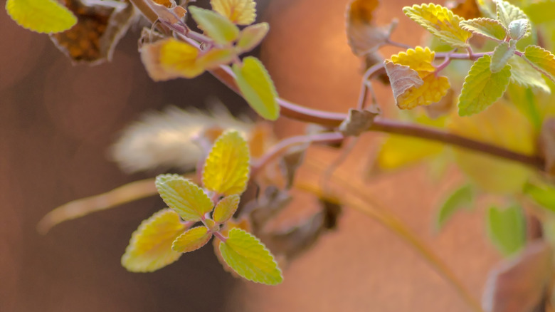 Mint leaves curling on a plant.