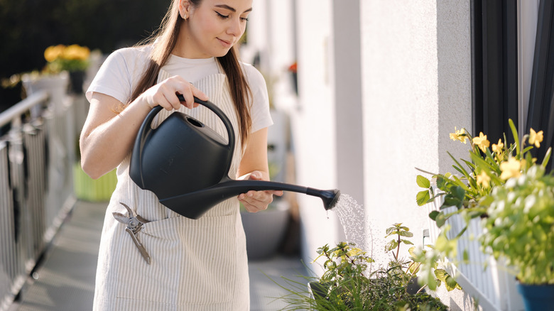A gardener waters her container herb garden.
