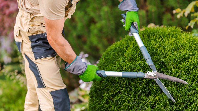 trimming hedge with clippers