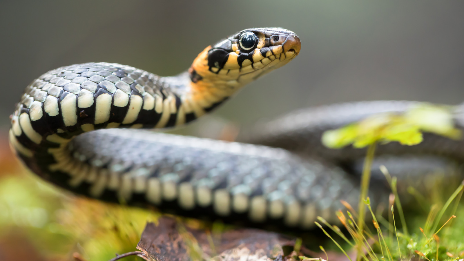 foolproof-ways-to-keep-snakes-from-slithering-around-in-your-yard-house-digest