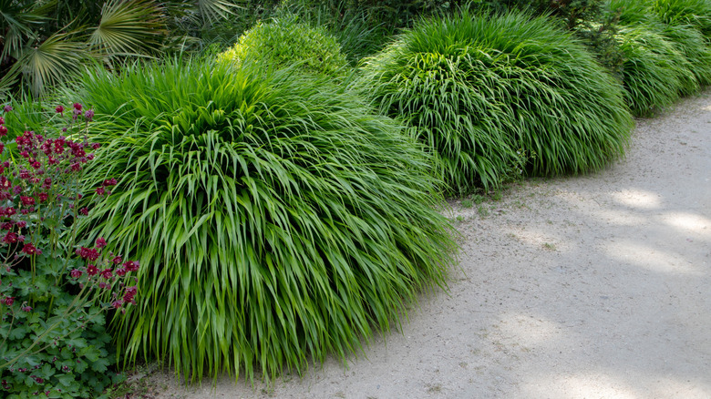 Japanese forest grass growing along a shady border next to a gravel path