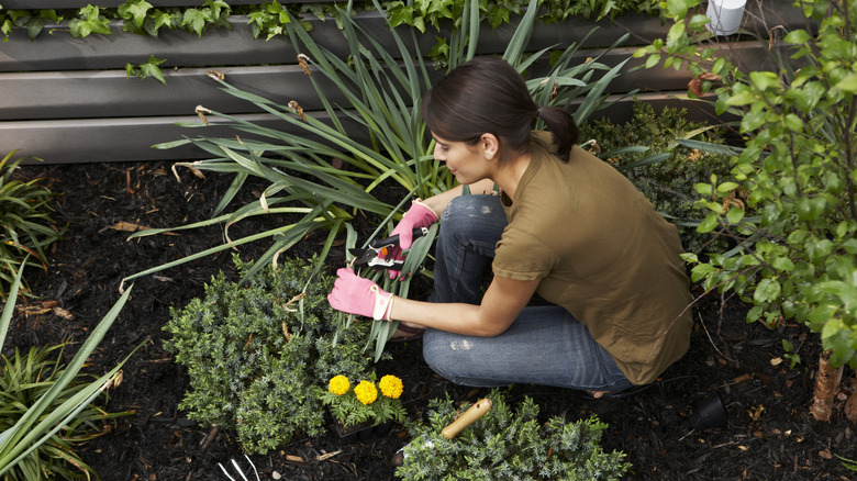 A person working in a shaded part of the garden