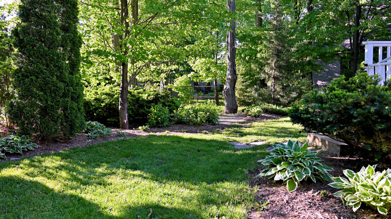 A lovely shady garden area with trees and shrubs