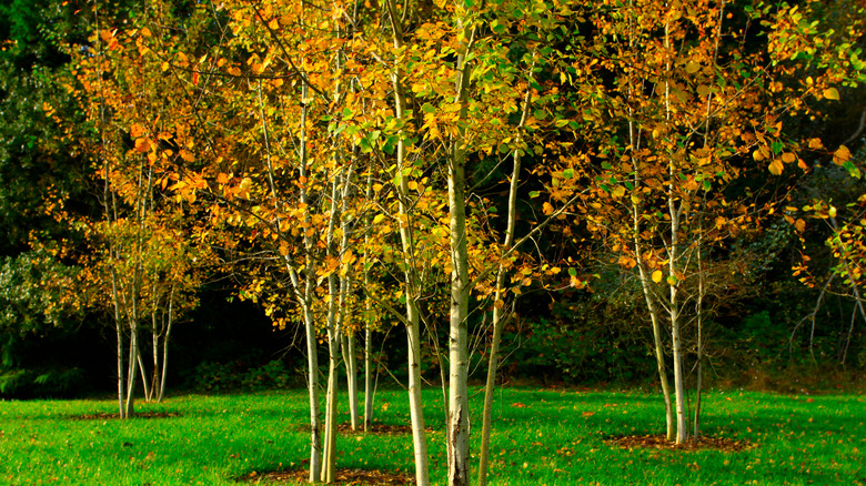 Quaking aspens in the fall showing their magnificent foliage colors