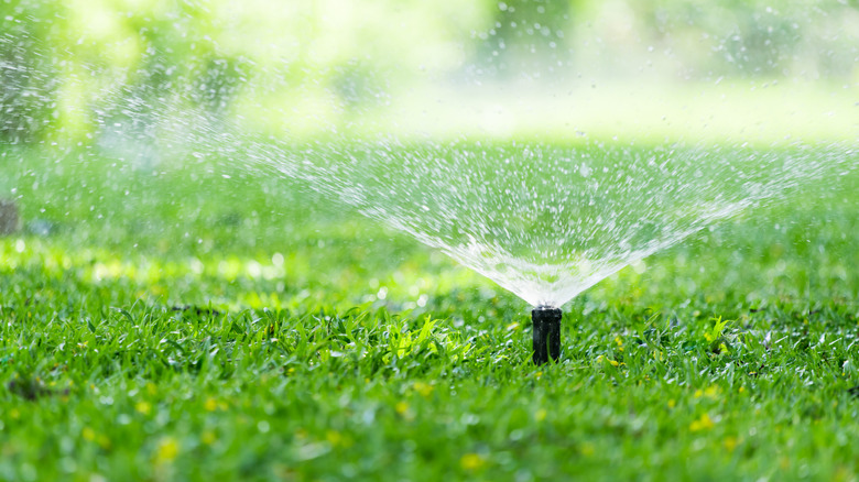 Automatic Garden Lawn sprinkler in action watering grass.