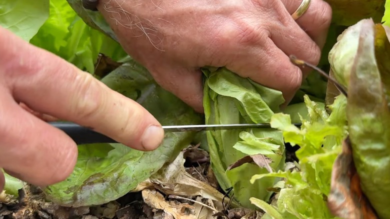 person cutting lettuce leaves from a lettuce head