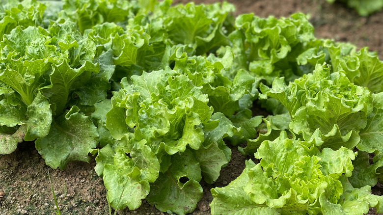 lettuce heads growing from garden soil