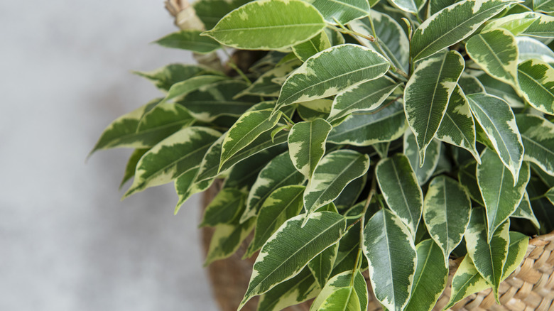 Ficus benjamina in woven basket