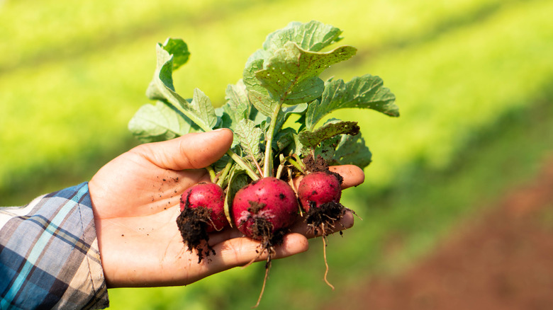 Hand holding small beets