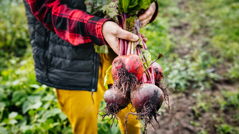 Gardener holding fresh beets