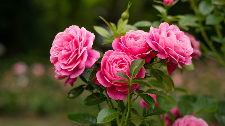 Rose bush close-up