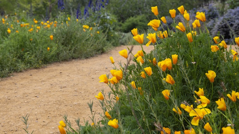 Gravel path in colorful natural garden.