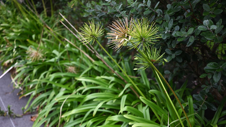 Agapanthus after flowering in garden bed